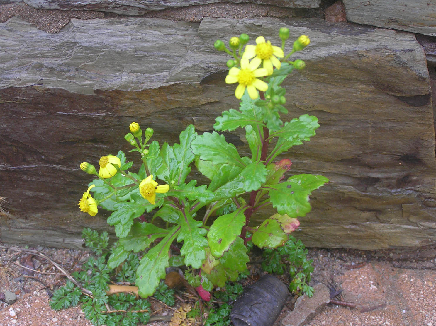 Fumaria capreolata e Senecio leucanthemifolius